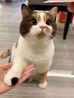 a cat sitting on the floor being petted by someone's hand in a room