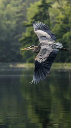 flying heron, great blue heron in flight, heron over water, bird photography, wildlife in nature, large bird flying, heron wingspan. 

great blue heron, flight, wings extended, water reflection, nature backdrop, bird in movement, wildlife, feathers, lake, greenery. Lake Nature Photography, Blue Heron Bird, Flying Bird Photo, Bird Wings Reference Photo, Crane Bird Photography, Bird Wings Photography, Great Blue Heron Photography, Birds In Flight Photographs, Black Crowned Night Heron