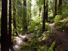 a path in the middle of a forest with lots of trees