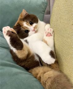 a brown and white cat laying on top of a green couch with it's paws in the air