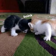 two kittens playing with each other on the floor