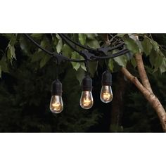 three light bulbs hanging from a tree branch in front of some trees with leaves on it