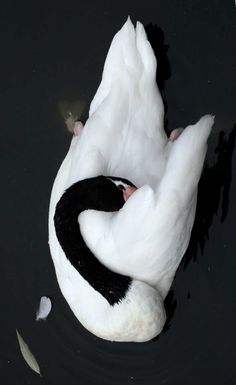 a black and white bird floating on top of water