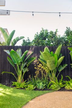 a garden with lots of green plants next to a wooden fence