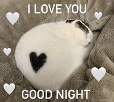 a black and white cat sleeping on top of a blanket with hearts around it that says, i love you good night