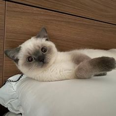 a cat laying on top of a bed next to a wooden headboard and night stand