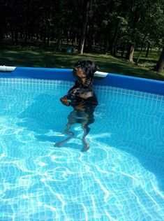 a black and brown dog sitting on top of a swimming pool