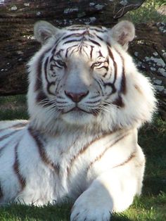 a white tiger laying in the grass next to a fallen down tree trunk and looking at the camera