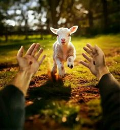 two hands reaching out towards a small lamb in the grass with trees in the background