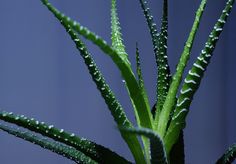 a green plant with water droplets on it's leaves in front of a blue background