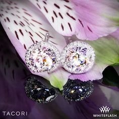 a pair of diamond earrings sitting on top of a purple flower with the words tacori written below it