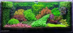 an aquarium filled with lots of different types of plants