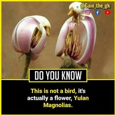 two flowers with the caption do you know this is not a bird, it's actually a flower, yulan magnolias