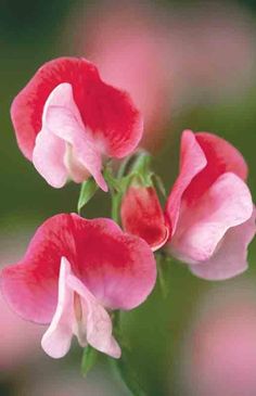 three pink flowers with green stems in the center and two red ones on each side