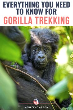 a baby gorilla sitting on top of a tree in the jungle with text overlay that reads, everything you need to know for gorilla trekking