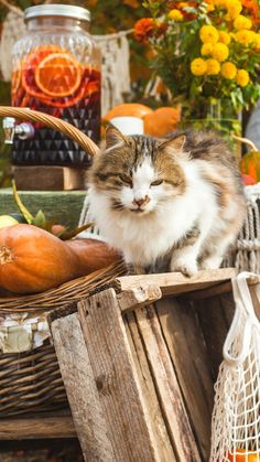 a cat sitting on top of a wooden crate next to pumpkins and other autumn decorations