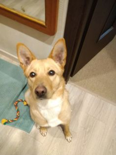 a dog sitting on the floor next to a door