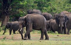 a herd of elephants walking across a grass covered field with trees in the back ground