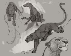 some sketches of different types of animals