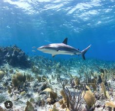 a shark swimming in the ocean near corals