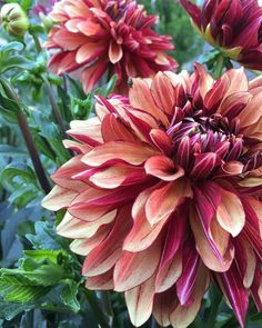 some very pretty flowers with green leaves in the backround and one big pink flower