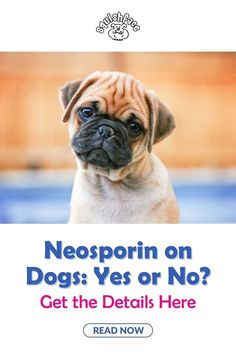 Do you use Neosporin on dog skin irritation or boo boo's? In this blog by post Squishface we're diving into whether Neosporin on dogs is the best choice with some dog skin care options you may not be aware of. Head to Squishface where you'll find these helpful dog health care tips and other dog care goodies. Read now! | dog remedies