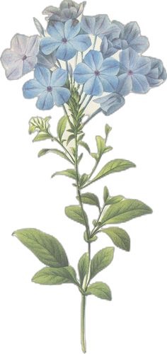 a drawing of blue flowers with green leaves