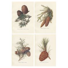 four different types of pine cones are shown in this set of four prints, each with an individual's hand - drawn design