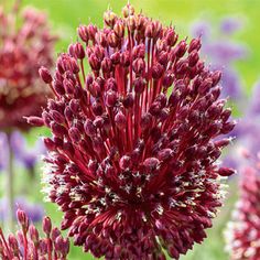 purple flowers are blooming in the field