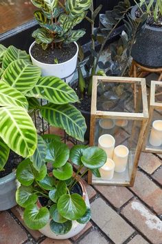 several potted plants and candles on the ground