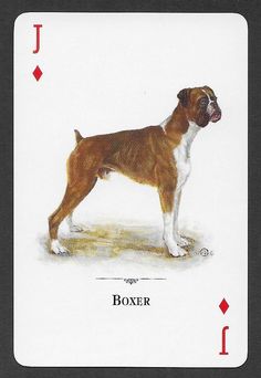 a dog is standing in the middle of a playing card that says boxer