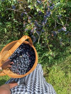 a person holding a basket full of blueberries