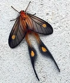 a close up of a moth on the ground