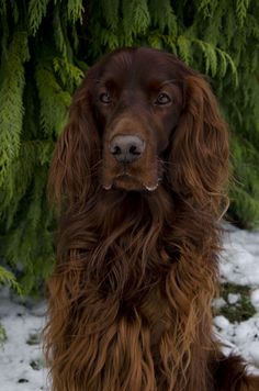 a brown dog sitting in the snow next to a green tree and some branches with snow on it