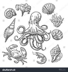 an octopus, sea shells and other marine creatures