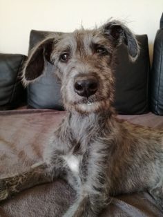 a small dog sitting on top of a bed