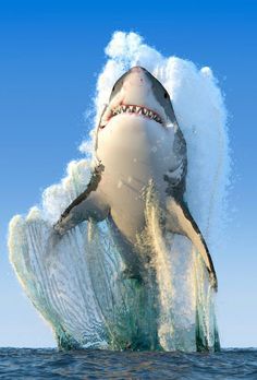 a great white shark jumping out of the water