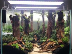 an aquarium filled with plants and trees in the middle of a floored area that looks like a forest