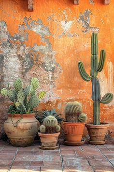 several different types of cactus in front of an orange wall