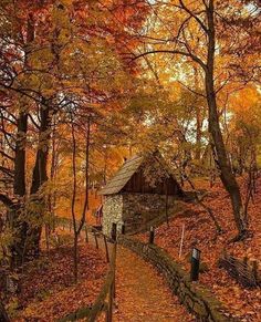 a small cabin in the woods surrounded by trees with autumn leaves on it's ground