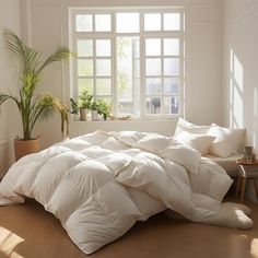 an unmade bed with white comforters and pillows in a room next to a potted plant