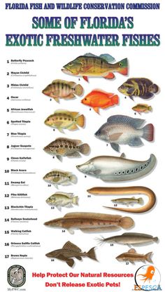 some of florida's exotic fresh water fishes are featured in the florida fish and wildlife conservation commission poster