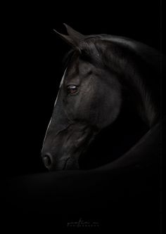 a black horse in the dark with its head turned to the side and it's eyes open