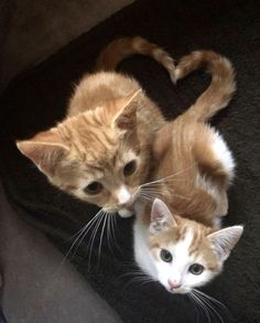 two orange and white kittens looking at the camera