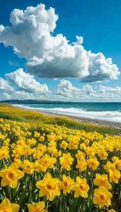 yellow daffodils are blooming in the foreground, and blue sky with white clouds