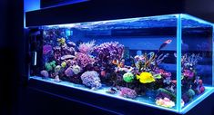 an aquarium with many different types of fish and corals in it, at night