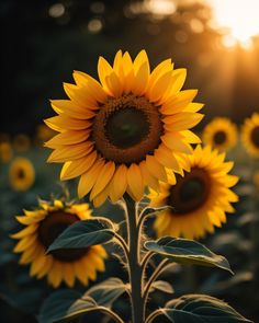 a sunflower is shown in the middle of a field