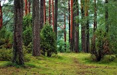 a path in the middle of a forest with lots of trees