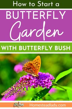 Start a butterfly garden with butterfly bush, or Buddleia. Start by planting, pruning, & including companion plants. Also, information about invasive nature of Buddleia & alternatives for the pollinator garden. Companion Plants, Butterfly Bush, Pollinator Garden, Butterfly Garden