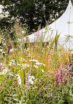 Wild Flowers, Herbs, Flowers